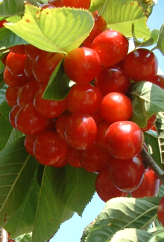 Cerezas