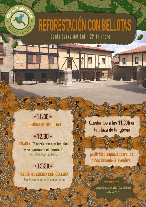 Reforestación con bellotas. Santa Gadea del Cid