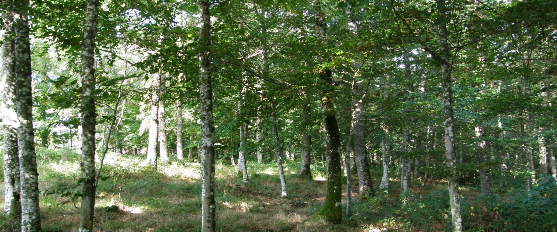 Obecuri