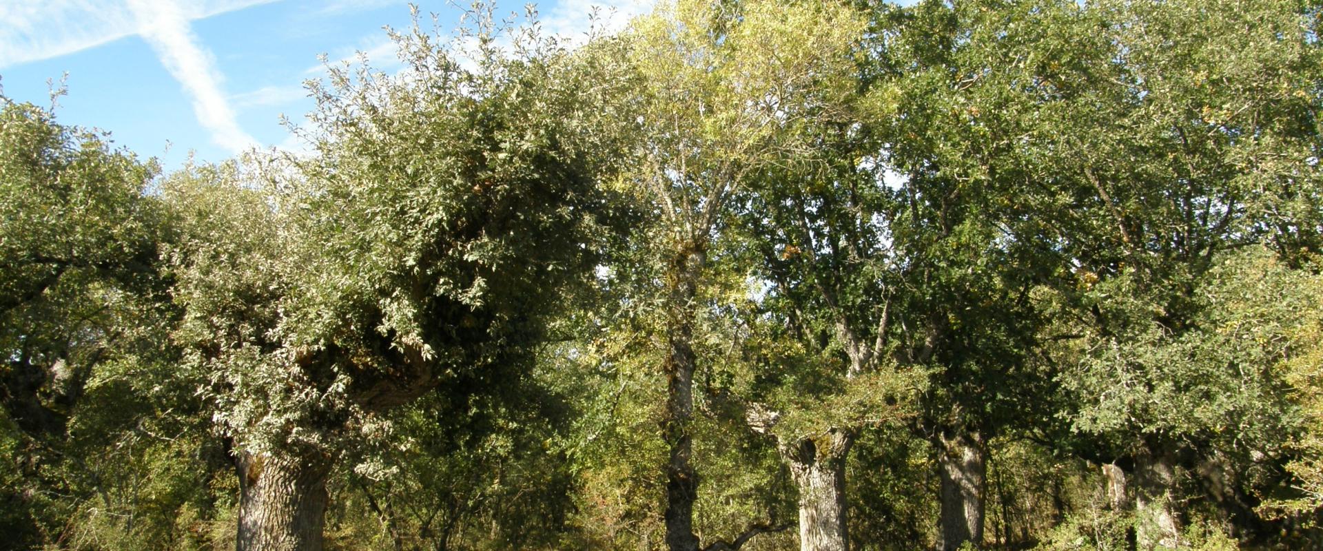 Quintanapalla